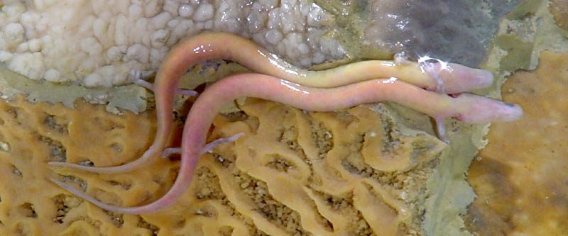 The olm — Proteus anguinus, the human fish